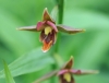 Epipactis Catalina